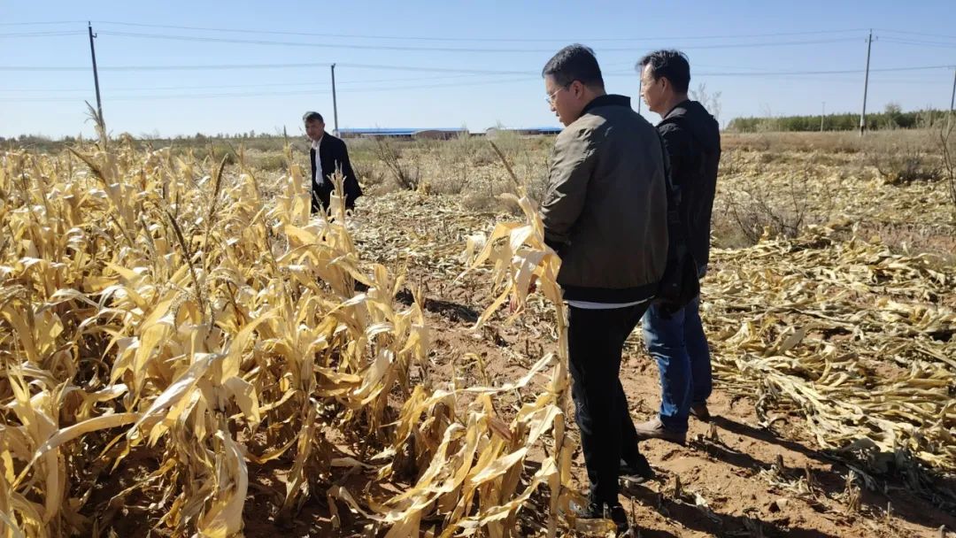 东胜警方破获销售劣质玉米种子案 为农户挽损400多万